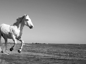 White, trot, sea, Horse