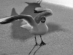 Beaches, seagull