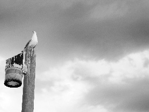 seagull, Sky, clouds