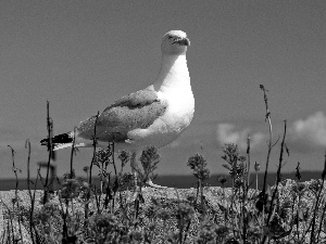 Sky, Flowers, seagull, Stones