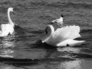 Swan, seagull