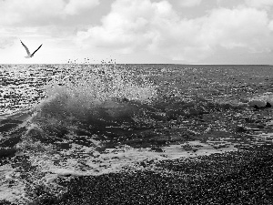 seagull, sea, Waves