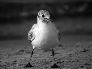 seagull