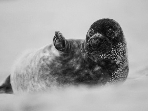 seal