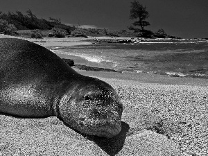 seal, sea, Sand