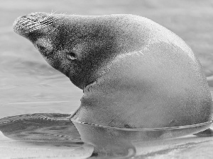 seal, blue, water