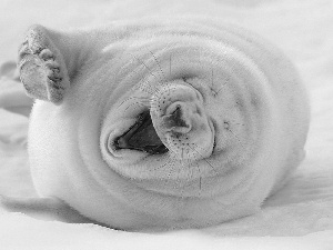 seal, White, yawning