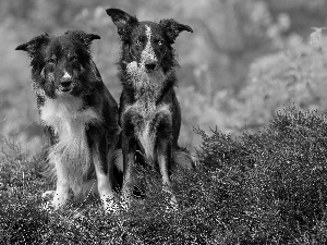 Border Collie, grass, seating, Dogs, Two cars