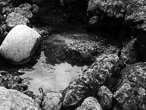 seaweed, water, rocks, Moss, Stones