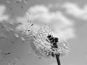 dandelion, Seeds