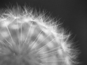 Seeds, puffball, dandelion