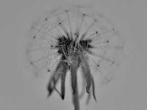 dandelion, seeds