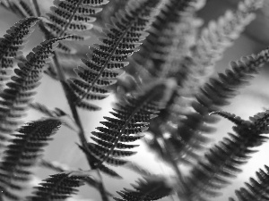 Seeds, Fern, plant