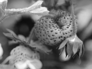 seeds, Ripened, Strawberry