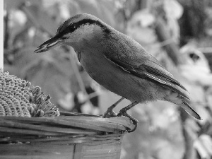 Seeds, sunflower, birdies, basket, pretty