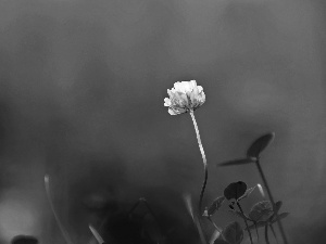 clover, sepia