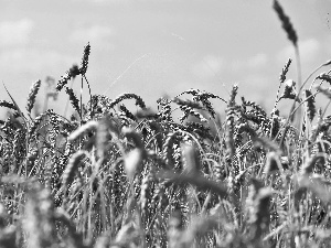 corn, sepia