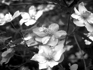 Flowers, sepia