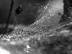 net, droplets, sepia, Web