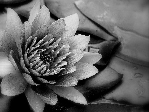 sepia, Lily, water