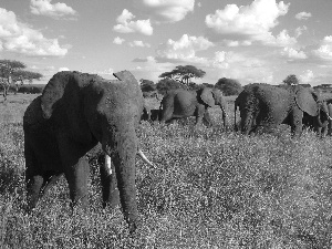 clouds, Serengeti, dry, grass, Elephants