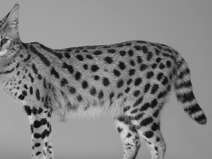 Serval, wild, cat