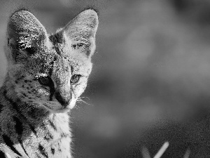 small, Serval