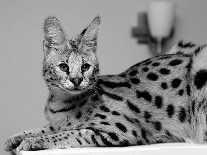 young, Serval