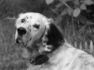 dog, setter