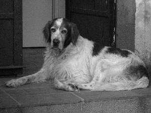 Setter Irish Red and White, sad, Eyes