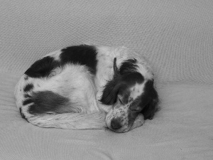 Setter Irish Red and White, hunched, sleepy