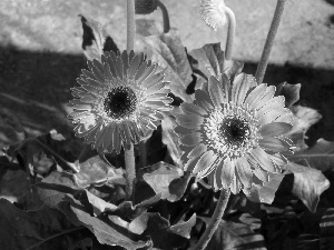 shadow, gerberas, flowerbed