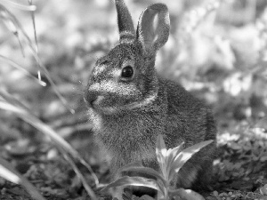 Wild Rabbit, Plants, shadow, grass