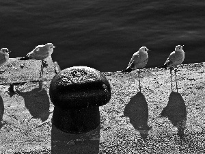 sea, gulls, shadow, coast