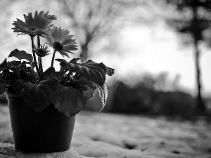 snow, gerberas, shadow, pot