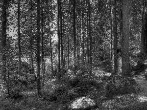 forest, lake, shadows, Way