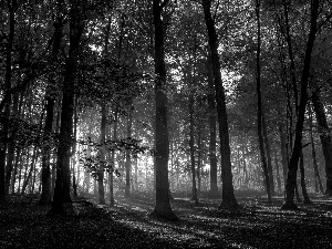 shadows, forest, Leaf