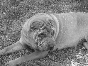 Shar Pei, Meadow