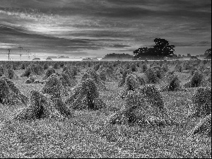 sheaves, cereals, sun, Field, west