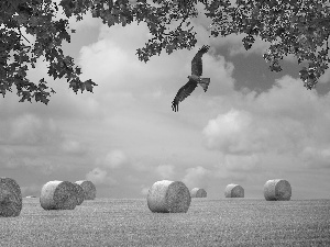 Sheaves, falcon, Field, corn, autumn
