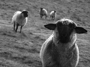 pasture, Sheep