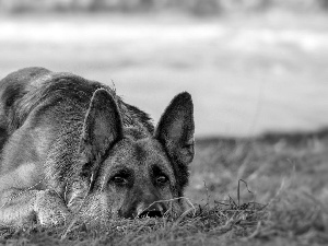 german, dog, sheep-dog