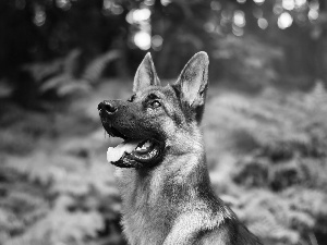 sheep-dog, german