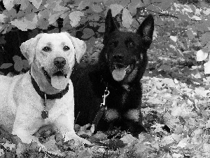 sheep-dog, german, Labrador, retriever, White