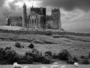 Sheep, Castle, Hill