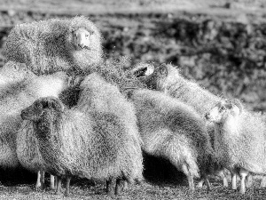 Longhair, Sheep