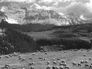 Sheep, pasturage, woods, medows, Mountains