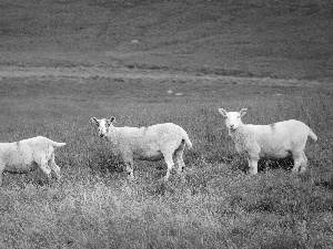Scotland, pasturage, Sheep, Meadow