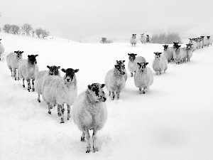 snow, Sheep