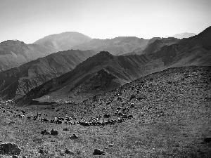 Sheep, Mountains, Valley
